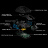 Мышь игровая беспроводная Logitech G PRO (арт. 910-005272, M/N: M-R0070 / C-U0008)